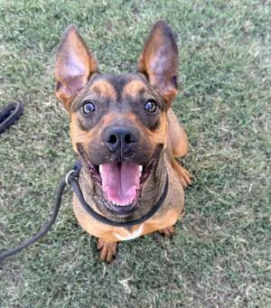 A happy brown and black dog with pointed ears and a black collar is sitting on a grassy field, looking up with its mouth open and tongue out.