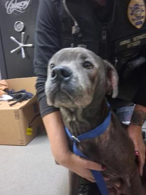 Cinder, American Staffordshire Terrier, adult, available for adoption