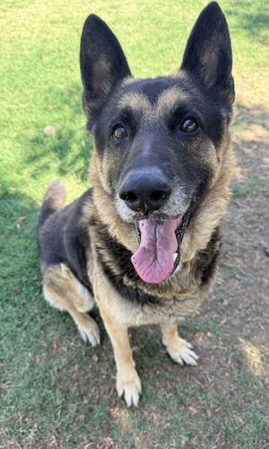 A German Shepherd dog sitting on grass with its tongue out, looking at the camera.