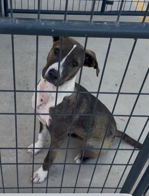 A brown and white dog sitting behind a metal fence, looking directly at the camera.
