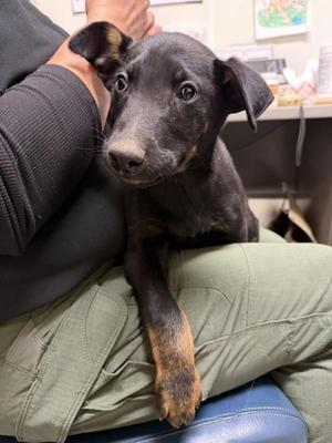 Cove, Doberman Pinscher / Belgian Shepherd / Malinois, young, available for adoption