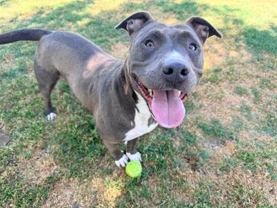 A blue pit bull dog with white markings stands on grass with a tennis ball at its paws and its tongue hanging out.