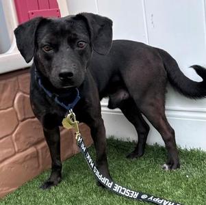 Mick, Plott Hound, adult, available for adoption