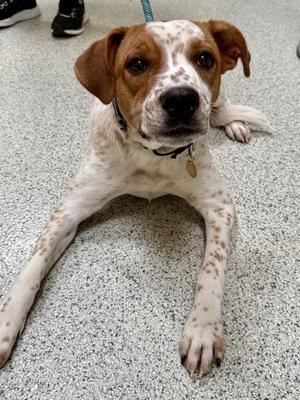 Daniel, Pit Bull Terrier, adult, available for adoption