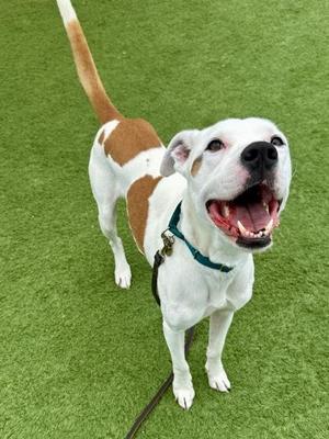 Maxwell, Pit Bull Terrier, adult, available for adoption