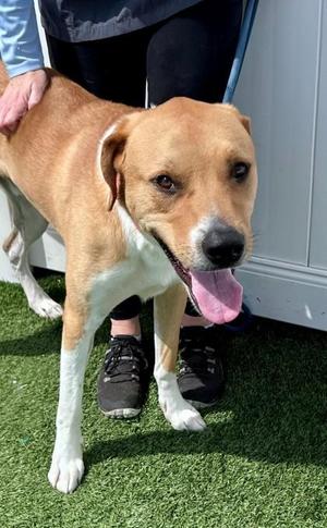 Montoya, Labrador Retriever, adult, available for adoption