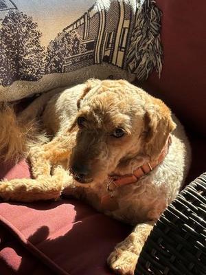 Simba, Miniature Poodle, senior, available for adoption