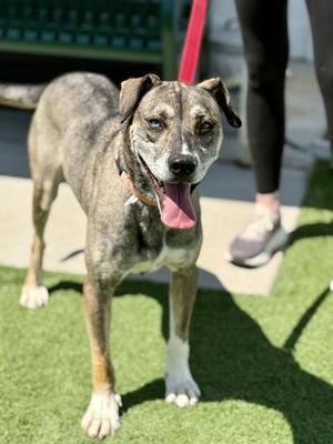 Junie, Husky, adult, available for adoption