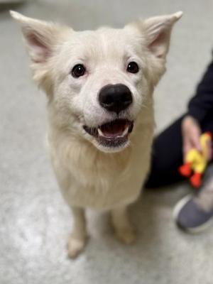 Ford, Shepherd, adult, available for adoption