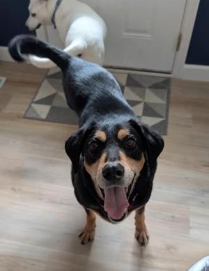 Johnboy, Coonhound, adult, available for adoption