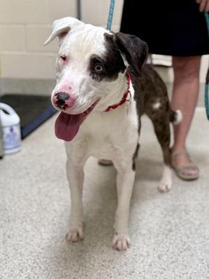Cipher, Anatolian Shepherd / Pit Bull Terrier, adult, available for adoption