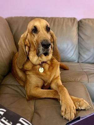 Velma, Bloodhound, adult, available for adoption