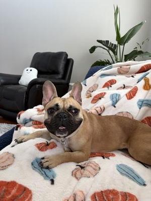 Stella, French Bulldog, adult, available for adoption