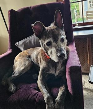 Astro, Pit Bull Terrier, senior, available for adoption