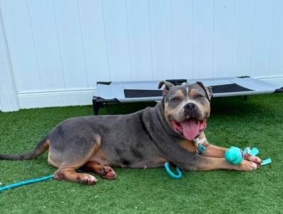 A brown and black dog lying on green artificial grass with a blue leash and a blue toy, with a white wall and a black and gray dog bed in the background.