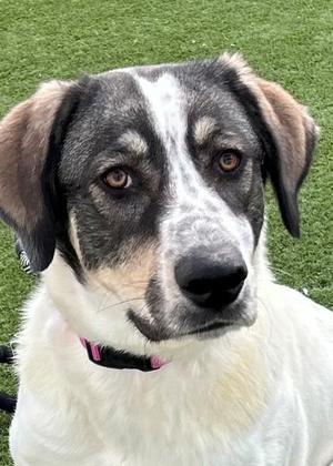Madame, Great Pyrenees, adult, available for adoption