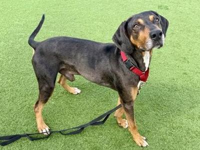 Klaxon, Coonhound, adult, available for adoption
