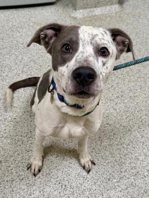 A white and gray dog with brown spots on its face and ears, wearing a blue collar and leash, sitting on a gray carpeted floor.