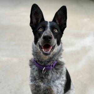 Indy, Cattle Dog, Australian (Blue Heeler), adult, available for adoption