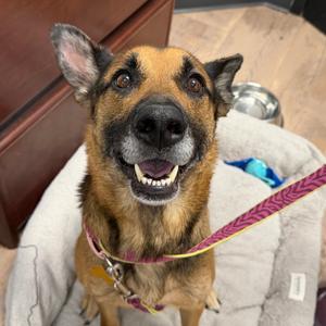 Nova, Shepherd, German, senior, available for adoption