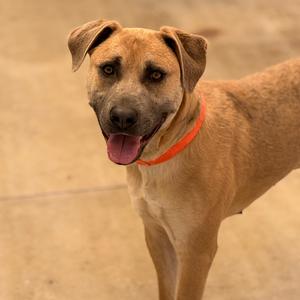 A light brown dog with dark brown markings around its eyes and muzzle, wearing an orange collar, looks towards the camera with its tongue slightly out.