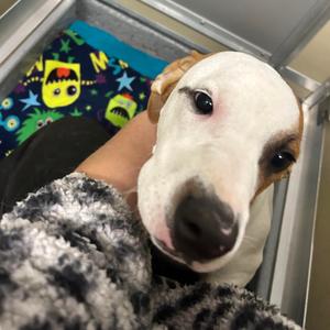 Chicka, Mixed Breed (Medium), puppy, available for adoption