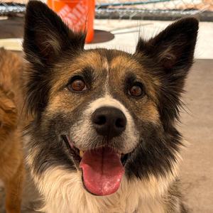 Nora, Shepherd, Australian, adult, available for adoption