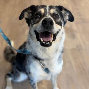 Eddy Rio, Cattle Dog, Australian (Blue Heeler), senior, available for adoption