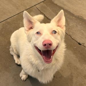 A white dog with blue eyes and a pink nose is sitting on a concrete floor, looking up with its mouth open and tongue out.