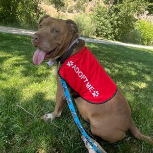 Kronos, Terrier, Pit Bull, senior, available for adoption