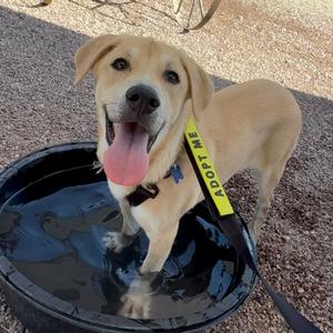 Chance, Retriever, puppy, available for adoption