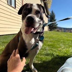 Daisy, Terrier, Pit Bull, adult, available for adoption