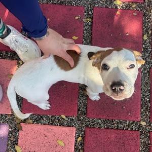 Archie, Terrier, puppy, available for adoption