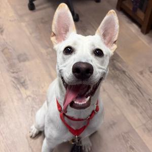 Alma, Husky, young, available for adoption