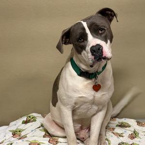 A brown and white dog sitting on a patterned blanket with a green collar and a red heart-shaped tag.