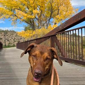Red, Catahoula Leopard Dog, adult, available for adoption