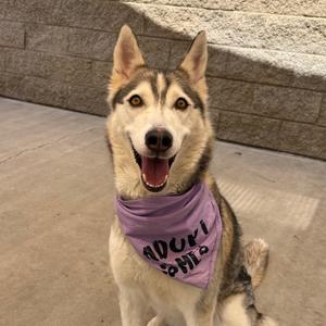 A husky dog wearing a purple bandana with the text "ADULT DOG" on it, sitting on a concrete surface.