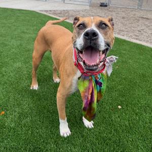 Lea, Terrier, American Pit Bull, senior, available for adoption