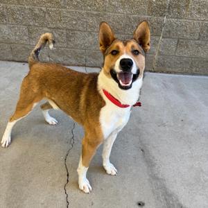 Rusty, Mixed Breed (Medium), adult, available for adoption