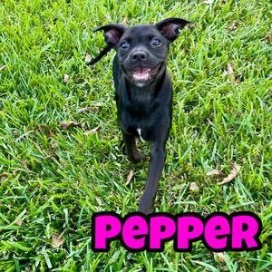 Pepper, Retriever, Black Labrador, puppy, available for adoption