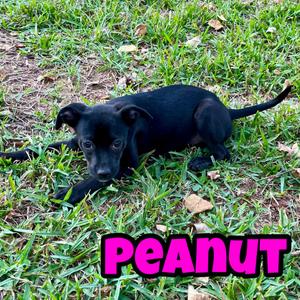 Tic Tac, Retriever, Black Labrador, puppy, available for adoption
