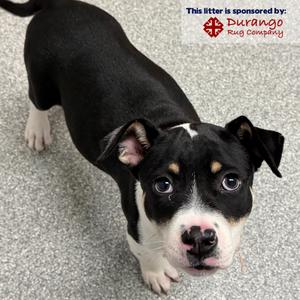 Serapi, Mixed Breed (Medium), puppy, available for adoption