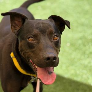 Magenta, Retriever, adult, available for adoption