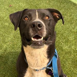 Luna, Retriever, Black Labrador, adult, available for adoption