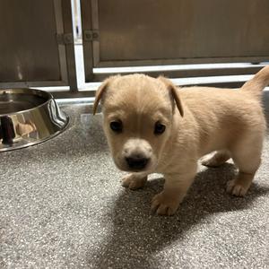 Dakota, Chihuahua, Short Coat, puppy, available for adoption