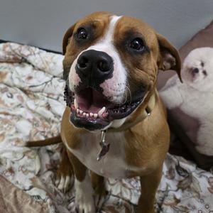 Clifford, Boxer, young, available for adoption