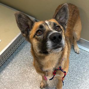 Rosalie, Shepherd, adult, available for adoption