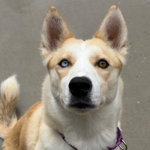 A close-up of a dog with a white and tan coat, featuring striking blue and brown eyes. The dog is wearing a purple collar and looking directly at the camera.