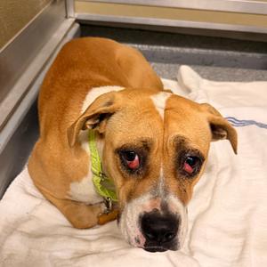 Beatrice, Boxer, young, available for adoption
