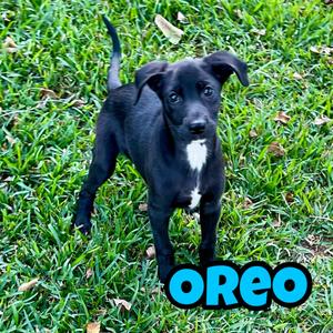 Oreo, Retriever, Black Labrador, puppy, available for adoption